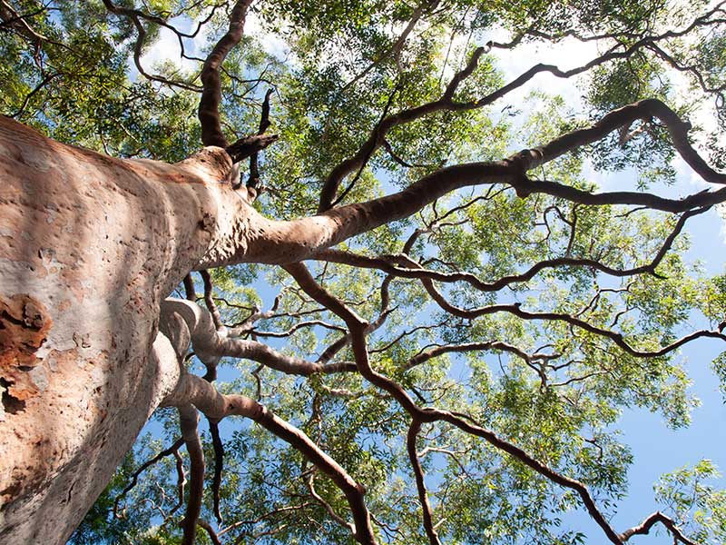 tree